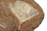 Two Fossil Ginkgo Leaves From North Dakota - Paleocene #188818-1
